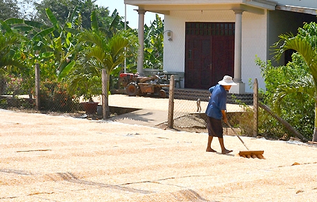 Nông dân xã Xuân Phú, huyện Xuân Lộc phơi bắp vừa thu hoạch.