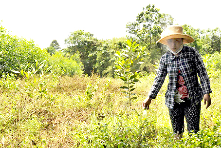 Một nông dân đứng trên ruộng rau ngày trước, nhưng giờ phải bỏ hoang vì bị bùn than lấp đầy.