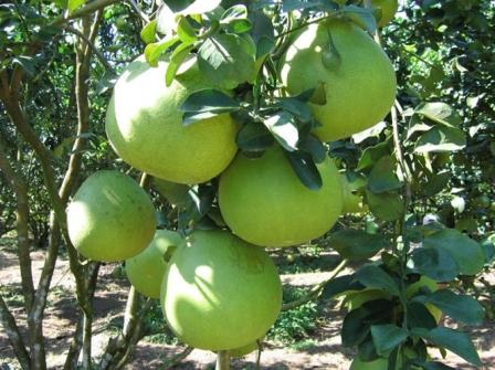 Seedless pomelo created by nuclear technology