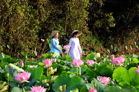 Traditional lotus flowers bring joy to Mekong farmers, tourists