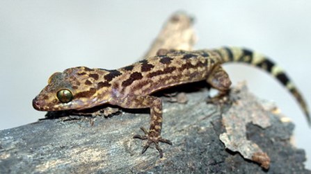  new lizard found on Ba Den mountain near Ho Chi Minh City. Photo by researcher Phung My Trung 