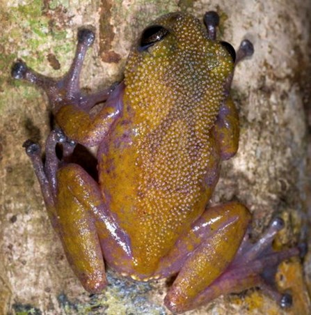 pink and yellow frog with spines found on Ngoc Linh mountain in the Central Highlands.