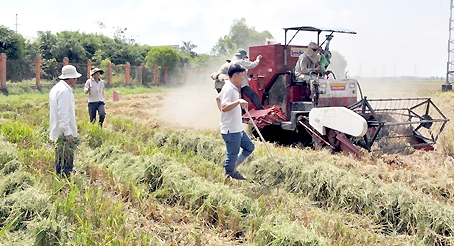 Hình thức ví cù, chạy theo máy gặt lúa để bắt chuột.