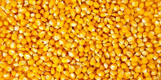 Over 500,000 tones of corn imported in Jan-April
