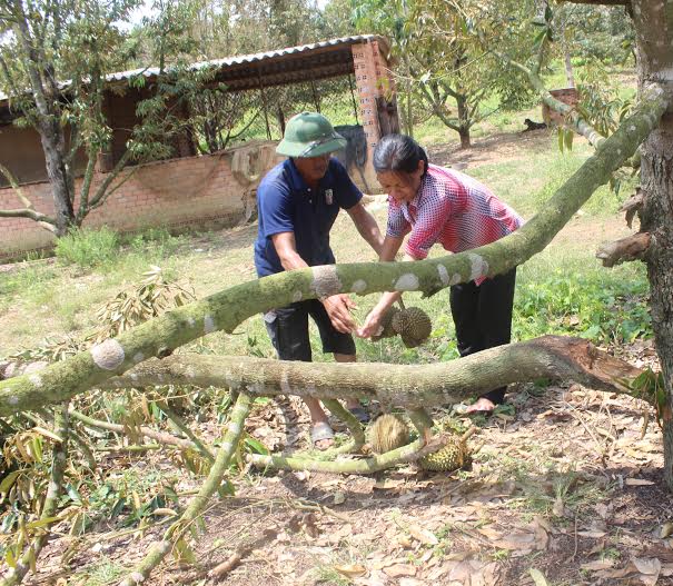 Nông dân nhặt những trái sầu riêng non bị rụng tại vườn sau trận lốc xoáy