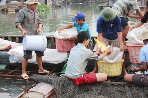 Thu hoạch cá bè trên sông Cái thuộc phường Thống Nhất TP. Biện Hòa.