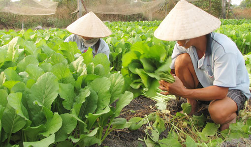 Rau, củ, quả bán tại ruộng tăng giá