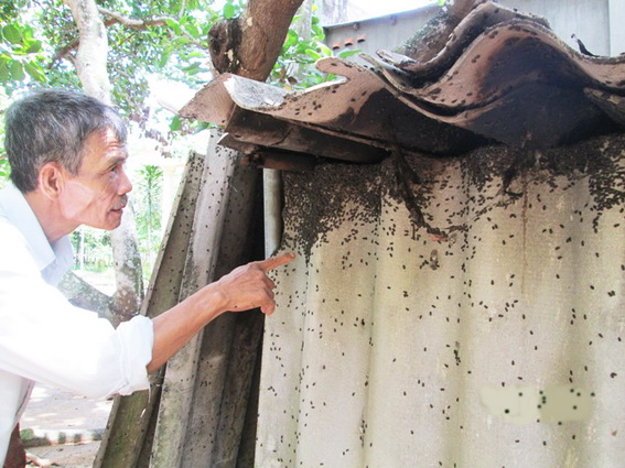 Bọ đậu đen lại tấn công nhà dân