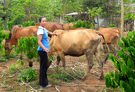 Bà Thị Tụng bên đàn bò do chính tay mình chăm sóc, nuôi dưỡng.