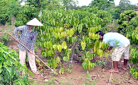 Mẹ con bà Tụng chăm bón cho vườn cà phê đang chuẩn bị vào vụ mới.