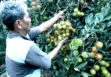 Ông Vòng Sềnh Phúc giới thiệu vườn chôm chôm cho thu hoạch sớm.