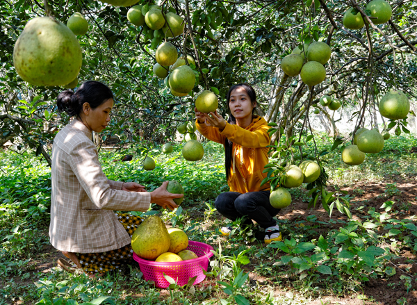 Completing Tan Trieu pomelo value chain
