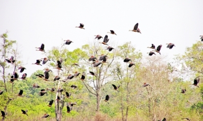 Cat Tien Park: An ecotourism paradise