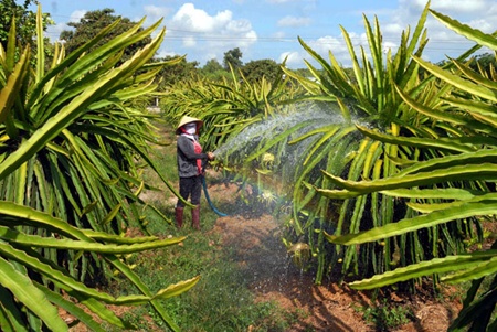 New Zealand to import dragon fruit