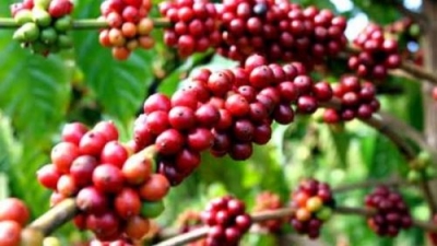 Coffee exports bring in nearly US$2 billion in January–May