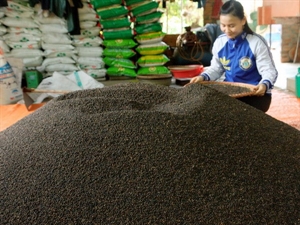 Pepper for exports