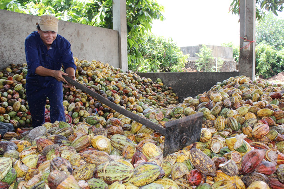 Thu hút doanh nghiệp đầu tư vào nông nghiệp, nông thôn