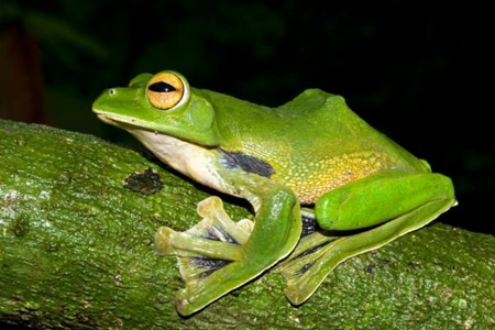 WWF report names 99 news species in VN
