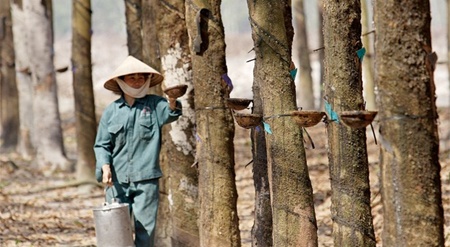 The price for one kilo of fresh rubber latex was only VND15,000, a significant fall compared with last year's price of VND30,000 – 40,000 per kg. — Photo DTCK