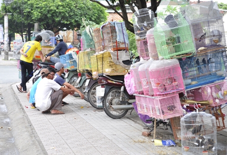 Hàng đoàn xe bán chim rừng trên đường Nguyễn Ái Quốc (TP.Biên Hòa) .