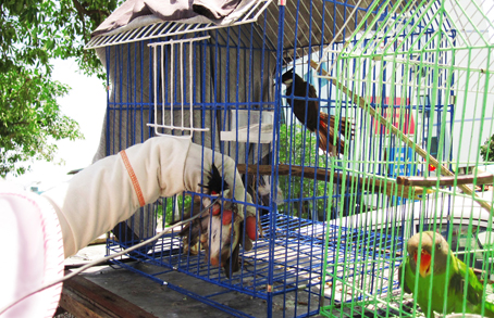 Chim trời có lây dịch cúm gia cầm?