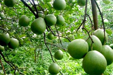Bangladesh guests visit Tan Trieu pomelo village