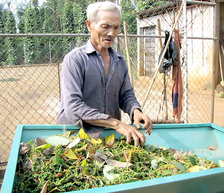Dong Nai exports over 3,100 tonnes of pepper