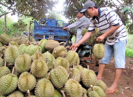 Sầu riêng vào chính vụ giá thường giảm sâu so với đầu vụ. Trong ảnh: Sầu riêng trồng tại xã Xuân Định, huyện Xuân Lộc.