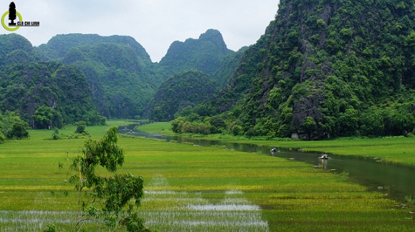 Tam Coc in the rice season is a must-see