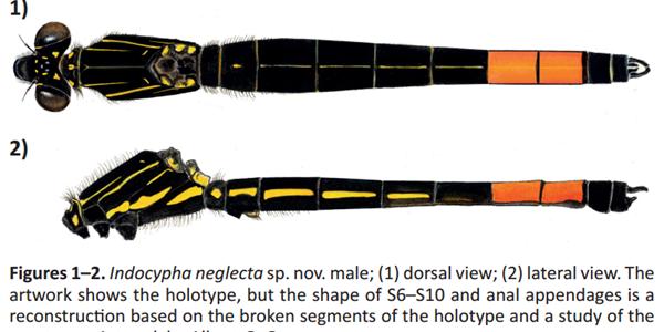 Forgotten dragonfly species discovered in Vietnam