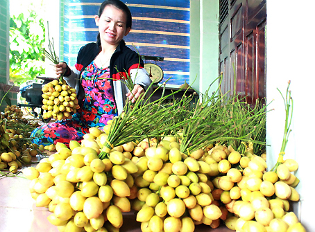 Muốn dâu được đẹp cần phải bó gọn thành từng chùm và đặt nhẹ nhàng để dâu không bị rụng trái và thâm vỏ. (Ảnh chụp tại xã An Phước, huyện Long Thành).