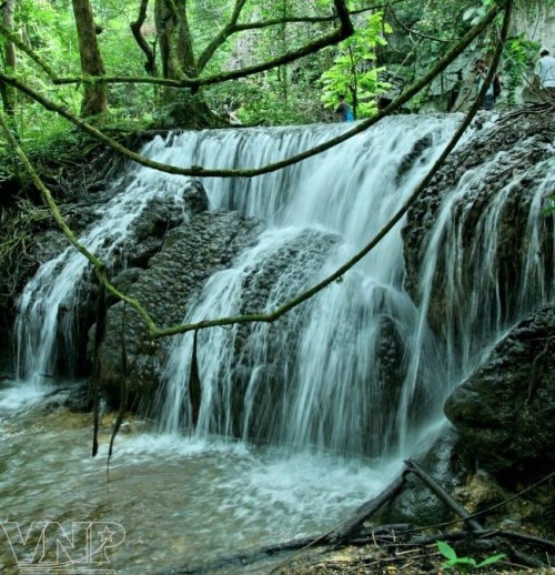 The mystery of forests in Quang Binh