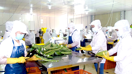 Công ty TNHH thực phẩm G.C bỏ lỡ nhiều cơ hội xuất khẩu do khó khăn về nguồn nguyên liệu.