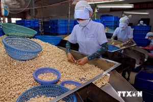 Processing cashew nuts for export