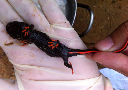 Rare Salamander discovered in Vietnam
