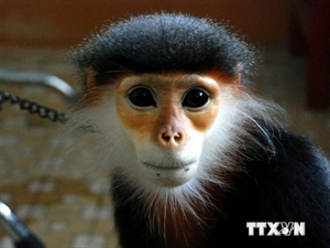 Special stamps on Vietnam's rare primates launched