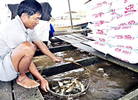 Những ngày qua, nhiều gia đình nuôi cá bè trên sông Cái với hàng chục lồng cá vẫn tiếp tục chăm sóc cá như bình thường.