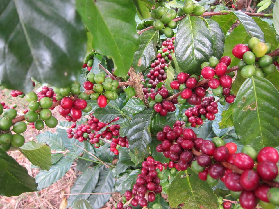 Dong Nai to build clean coffee material area