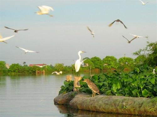 Storks, herons and egrets hovering on Co Island