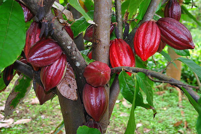 Cocoa growers meet international-quality standards