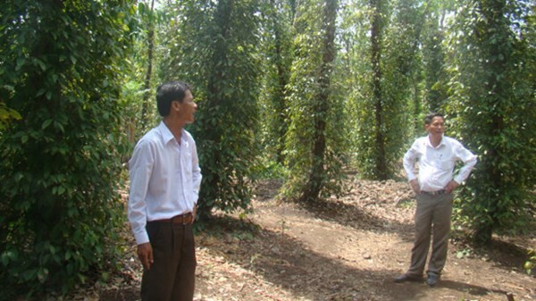 Dong Nai's man - the best pepper grower in the world