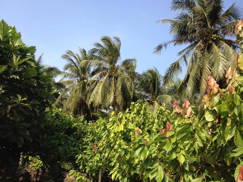 Major cocoa material area to be built in Dong Nai