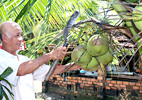 Ông Trần Văn Nhẫn giới thiệu giống dừa xiêm lùn năng suất cao.