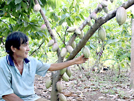 Solutions to bring higher profits for cocoa farmers