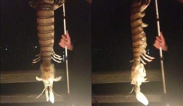 Một ngư dân bất ngờ câu được con tôm tích khổng lồ dài gần 50cm