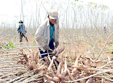 Nông dân tại huyện Cẩm Mỹ thu hoạch khoai mì.