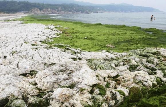 Ocean algae can evolve fast to tackle climate change: study