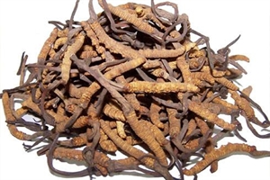 Fungus Cordyceps Militaris 