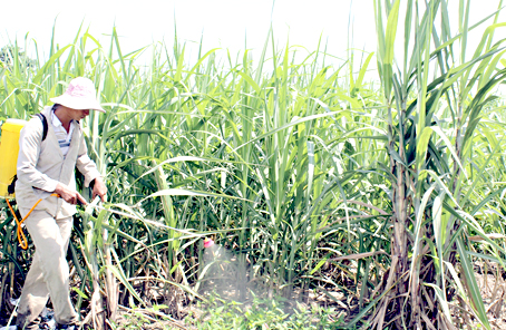 Efforts to develop sugarcane material area