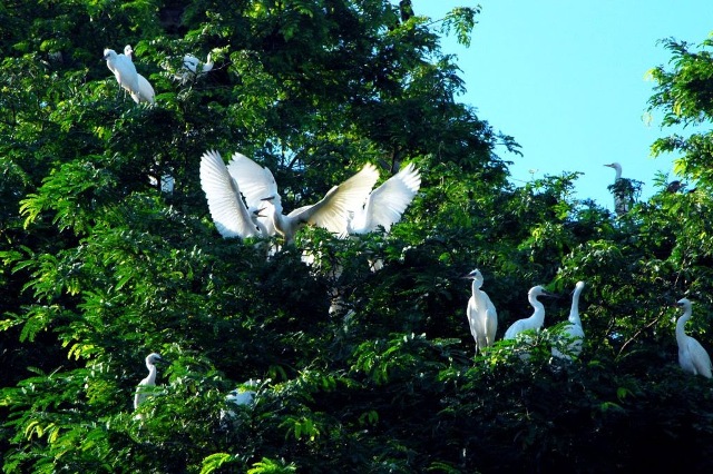 Tu Na bird garden attracts tourists in flood season